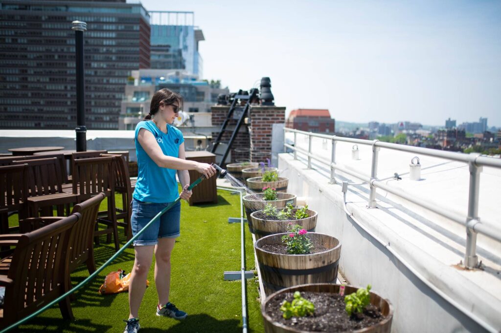 Watering the rooftop garden