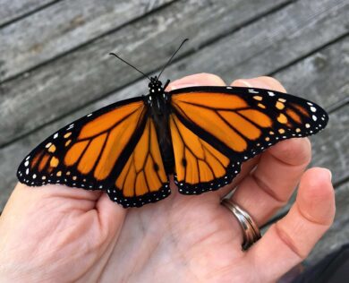 Monarch Butterfly